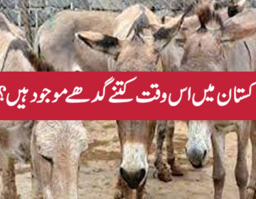گدھے