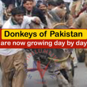 Donkeys of Pakistan