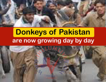 Donkeys of Pakistan