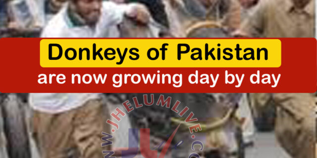 Donkeys of Pakistan